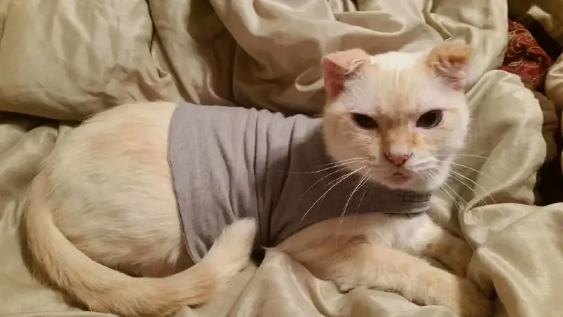 DIY Kedi veya Küçük Köpek Thundershirt