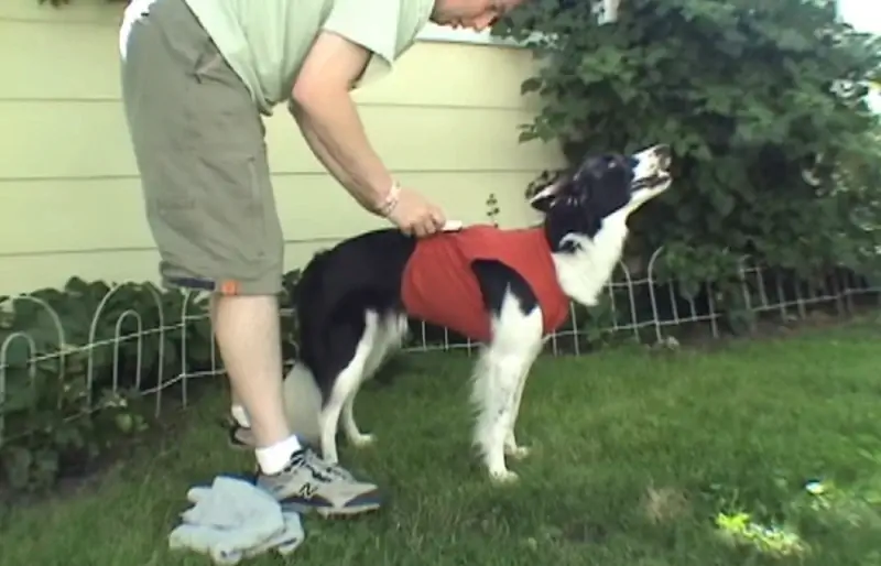 DIY Thundershirt օգտագործելով Chip Clips