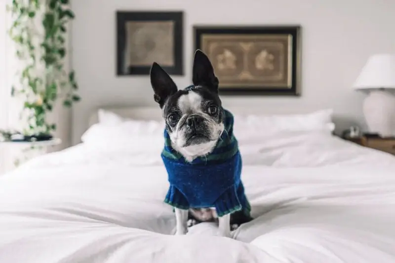 DIY Thundershirt för hund i alla storlekar