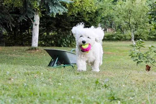 φλιτζάνι τσαγιού bichon frize παίζει με την μπάλα