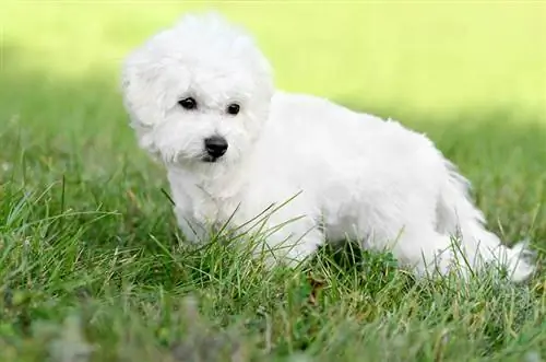 Teacup Bichon Frise: slike, temperament & Osobine