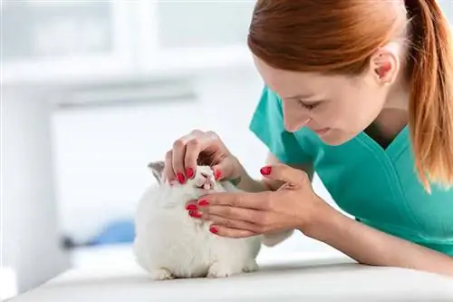 veterinär undersöker kanintänder på veterinärkliniken