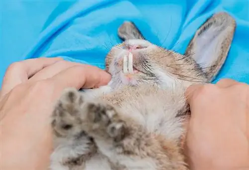 Conejo obteniendo dientes examinados por veterinario