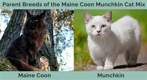 Maine Coon Munchkin Cat Mix'in Ebeveyn Irkları