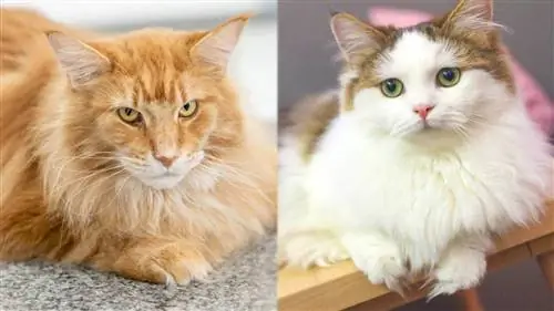 Maine Coon Munchkin Mix: kuvia, temperamenttia, persoonallisuutta & piirteitä