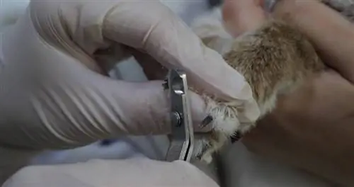 couper les ongles d'un lapin domestique