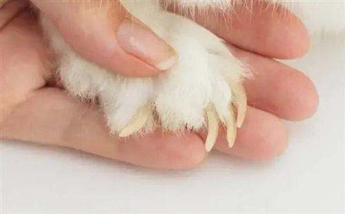 Ongles de lapin longs et envahis