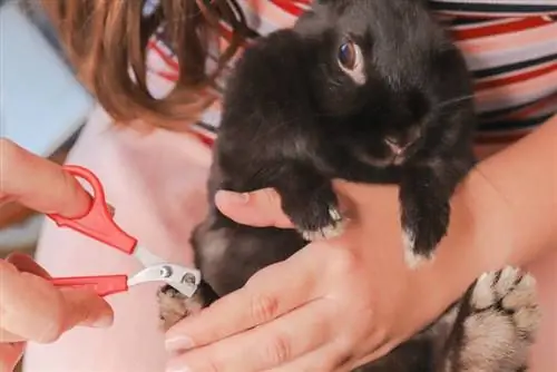 Como Cortar Unhas de Coelho: Dicas Aprovadas pelo Veterinário & Truques