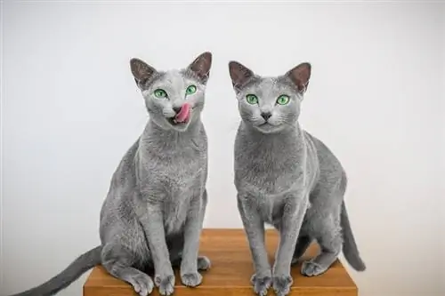 Russian Blue cat tvillingar