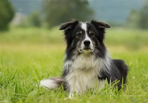 Is mijn bordercollie zwanger? 4 Tekens & Door dierenartsen goedgekeurde tests