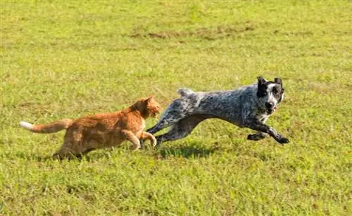 gato pelirrojo persiguiendo a un perro joven