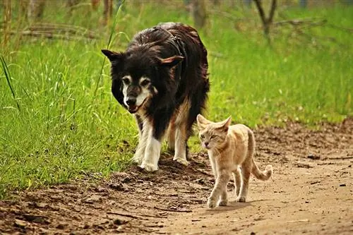 бездомный кот и собака