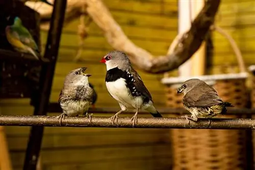 Tres pequeños pájaros pinzones en una rama en un vivero de aves