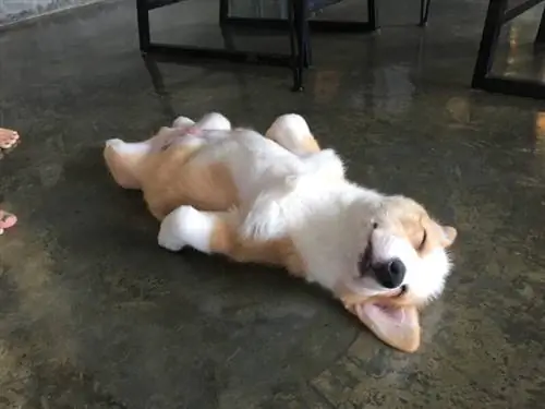 Kulala kwa Furaha kwa mbwa wa corgi