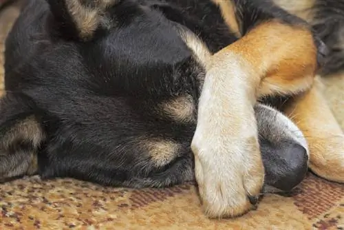 Cane che dorme sul tappeto