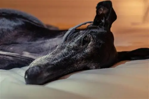 mbwa wa greyhound amelala