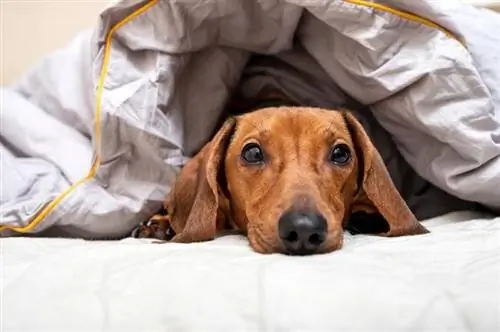 cane bassotto che scava sotto la coperta