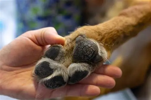 veterinar, ki prikazuje razpokano tačno blazinico nemškega ovčarja