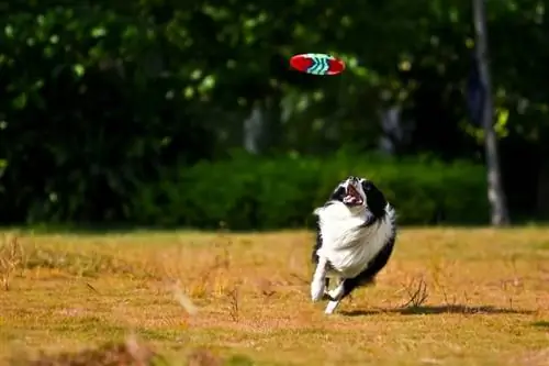 cane che gioca a frisbee nel parco