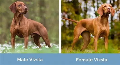 Männliche vs. weibliche Vizsla nebeneinander