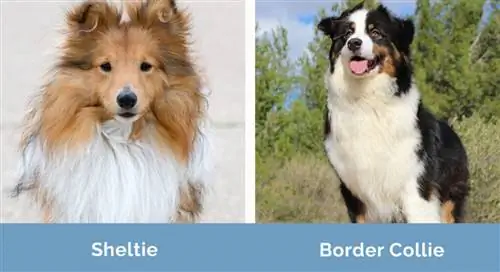 Sheltie vs Border Collie bok po boku