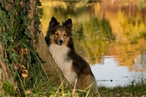 Sheltie hinter einem Baum in der Nähe des Flusses