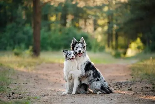 Zwei Border-Collie-Hunde umarmen sich