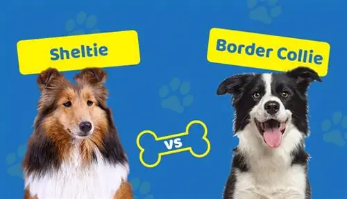 Sheltie vs Border Collie: Figyelemre méltó különbségek (képekkel)