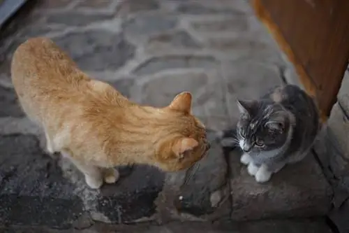 Pumapatay ba ng mga Kuting ang Lalaking Pusa? Pag-unawa sa Pag-uugali ng Pusa