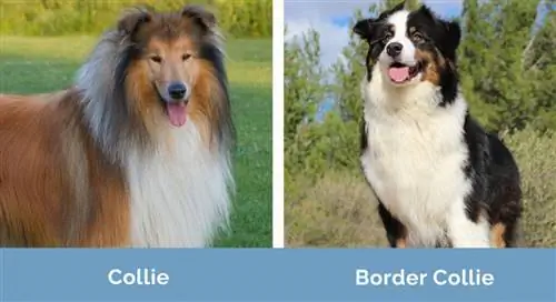 Collie vs Border Collie جنبًا إلى جنب