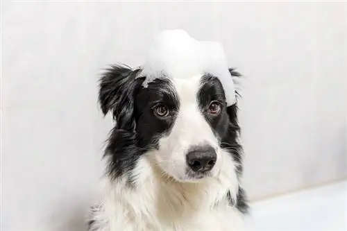 border collie con burbujas en la cabeza