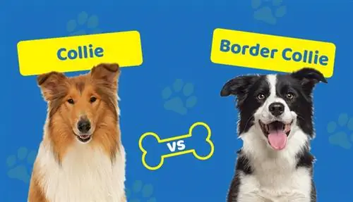 Collie va Border Collie: sezilarli farqlar (rasmlar bilan)