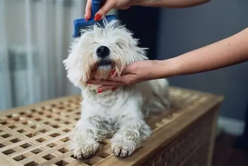 spazzolare il cane m altese