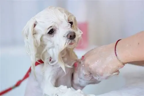 witte M altese hond wordt verzorgd in de salon