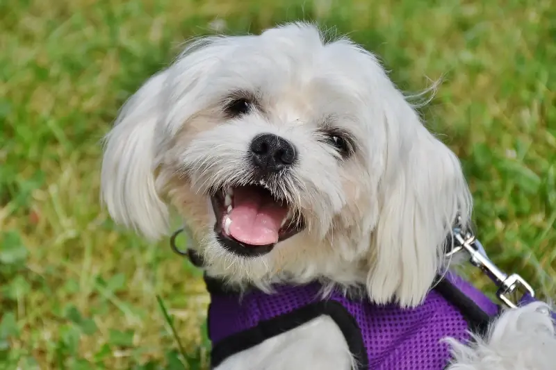 cane m altese imbrigliato con bocca aperta all'aperto