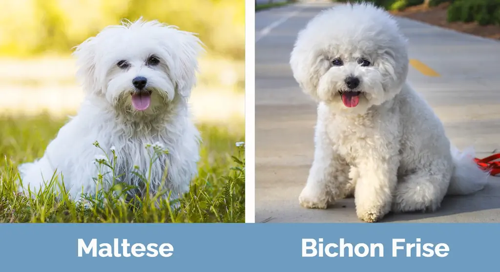 M alta vs Bichon Frise - Visuaaliset erot