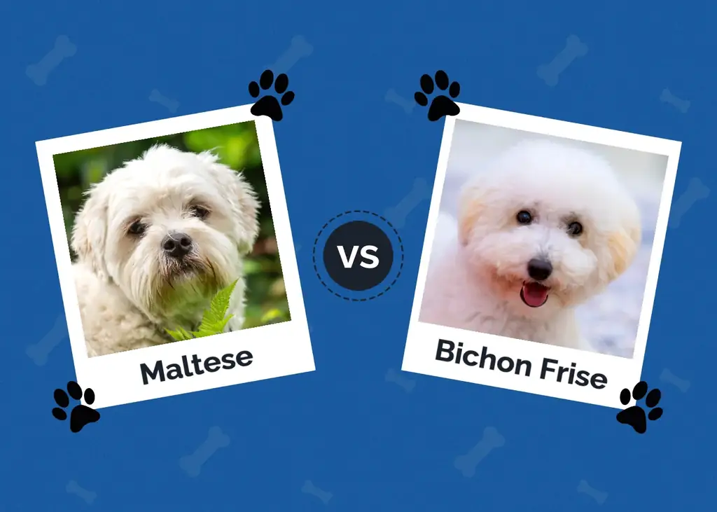 M altees versus Bichon Frise: belangrijkste verschillen (met afbeeldingen)