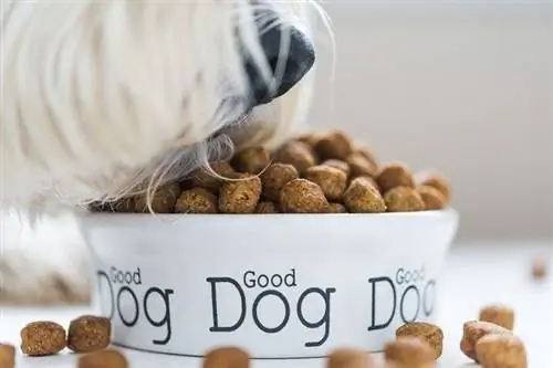 Alimento activo para perros