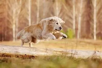 11 Makanan Anjing Terbaik untuk Anjing Aktif di Tahun 2023 - Ulasan & Pilihan Teratas