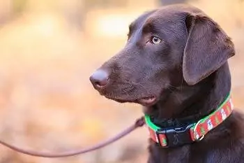 8 mejores collares para perros para labradores en 2023 – Reseñas & Mejores selecciones