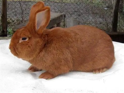 Кролик НЗК самец (Thrianta Rabbit)