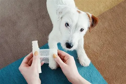 El gos Jack Russell Terrier rebent un embenat després d'una lesió a la cama a casa