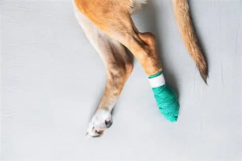 Paano I-wrap ang Paw ng Aso: 9 Mga Tip na Inaprubahan ng Vet