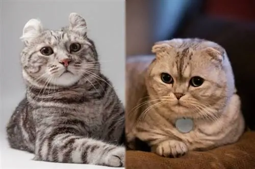 Co je to American Curl Scottish Fold Mix? Průvodce péčí & Zábavná fakta