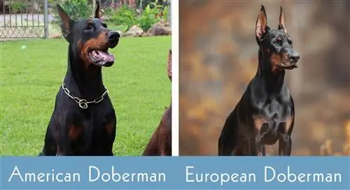 Amerikietiškas dobermanas prieš Europos dobermaną greta