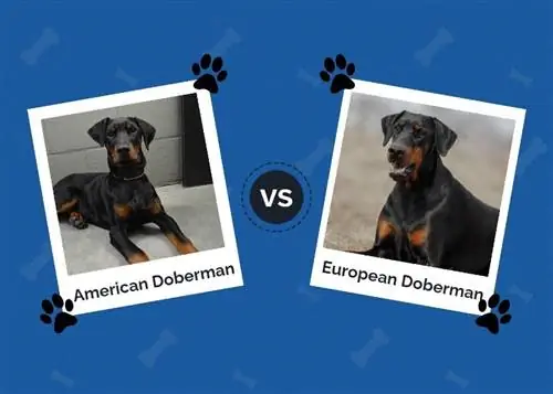 Doberman américain contre européen : leurs différences (avec photos)