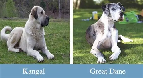 Kangal VS. njemačka doga