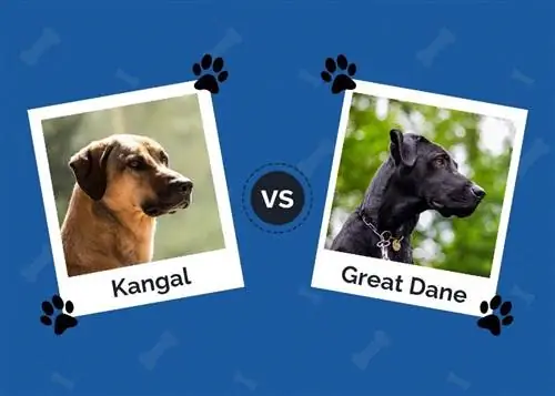 Kangal vs Great Dane: Ang Mga Pangunahing Pagkakaiba (May Mga Larawan)