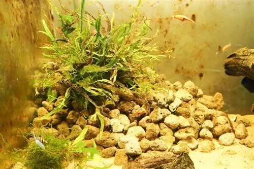 Pourquoi mes plantes d'aquarium deviennent-elles brunes ? 6 raisons & Solutions utiles