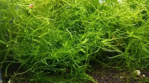 soshrimp java moss